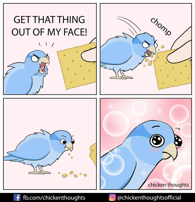 The "Get That Thing Out Of My Face!" meme comic by Chicken Thoughts. A bird yelled, "Get that thing out of my face", in front of a cracker. Had a bite and turned out to be loving it.